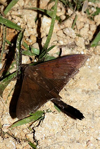 <i>Platyja umbrina</i> Species of moth