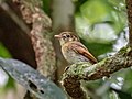 Platyrinchus leucoryphus - Russet-winged Spadebill; Ubatuba, Sao Paulo, Brazil.jpg