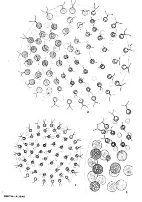 Drawing of a Pleodorina colony