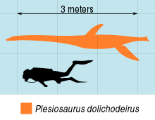Plesiosaurus with a human to scale. Plesiosaurus Scale.svg