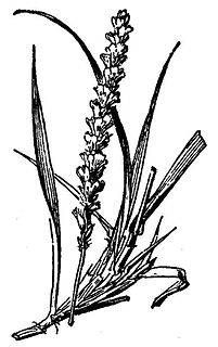 <i>Hilaria mutica</i> Grass species