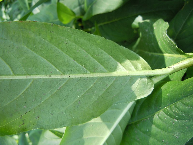 File:Polygonum amphibium (4971897773).jpg