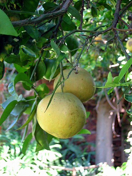 File:Pomelo's.jpg