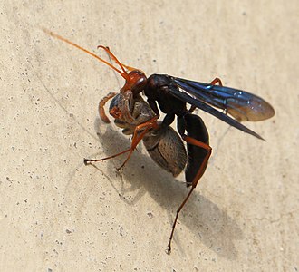 Spider-hunting wasp (Pompilidae, Pompiloidea)