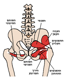 Posterior Hip Muscles 1.heb.PNG