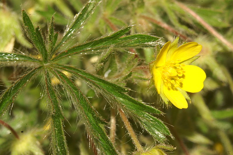 File:Potentilla arenaria PID810-3.jpg