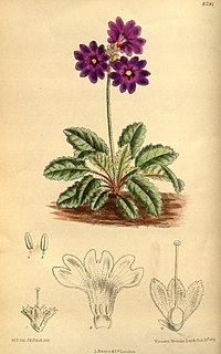 <i>Primula chasmophila</i> Species of plant