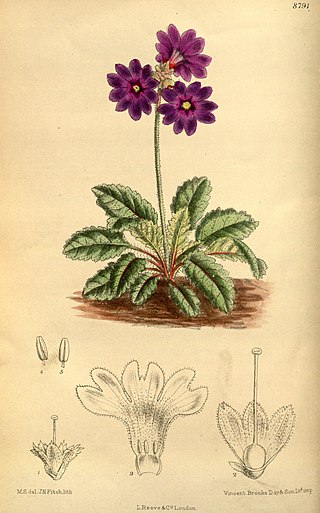 <i>Primula chasmophila</i> Species of flowering plant