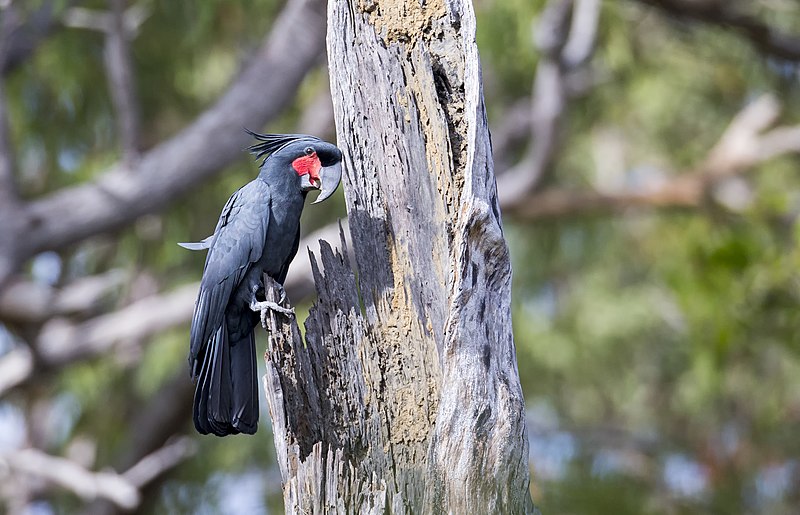 File:Probosciger aterrimus, Cape York 1.jpg