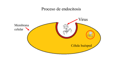 Resultado de imagen para endocitosis