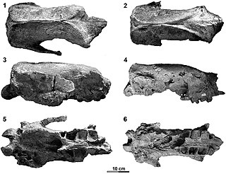 <i>Proeremotherium</i> Extinct genus of mammals