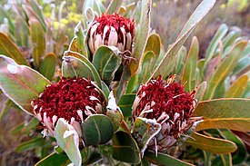 Protea lorifolia 31133376.jpg