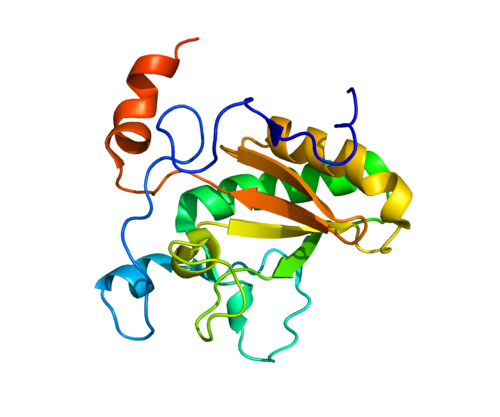 Desert hedgehog (protein) - Wikipedia