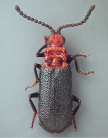 Protopaussus sp. Protopaussus.png