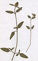 Prunella vulgaris f. leucantha Schur