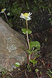 White marsh marigold Psychrophila leptosepala 9051.jpg