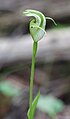 Pterostylis alpina