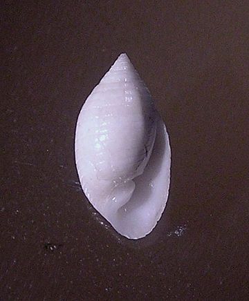 Pupa