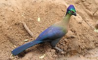 Purple-crested turaco, Tauraco porphyreolophus, at uMkhuze Game Reserve, kwaZulu-Natal, South Africa (15433321841).jpg