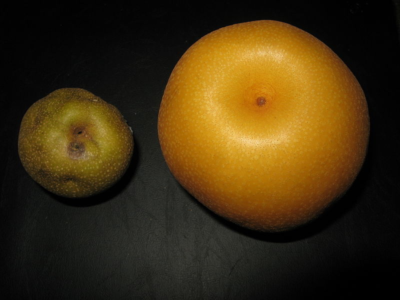 File:Pyrus pyrifolia 4.JPG