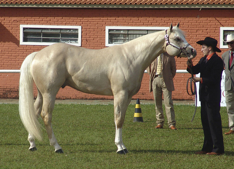 File:Quarter Horse(REFON).jpg