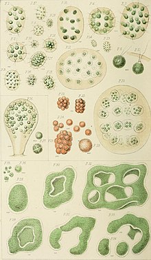 A plate from the 1853 volume illustrating Arthur Henfrey's paper on Fresh-water Con-fervoid Algae. Quarterly journal of microscopical science (1853) (14770593094).jpg