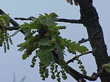 Quercus x frainetto1.jpg