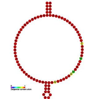 Small nucleolar RNA R72