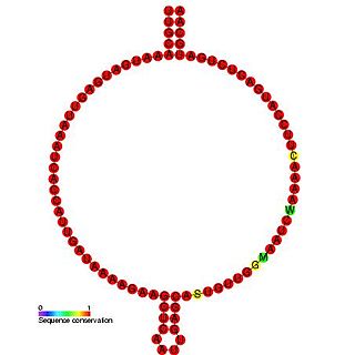 <span class="mw-page-title-main">Small nucleolar RNA R72</span>