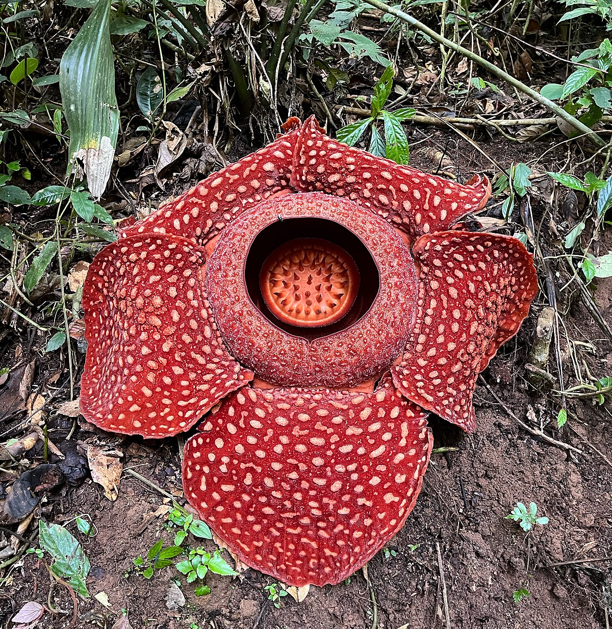 Rafflesia arnoldii - Wikipedia