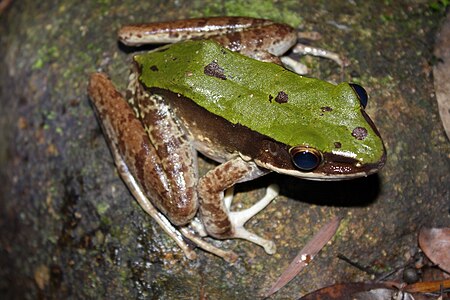 Tập_tin:Rana_chloronota.jpg