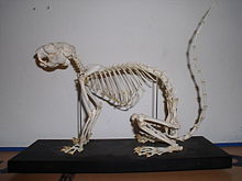 Skeleton of a Ratufa species Ratufa skeleton.JPG