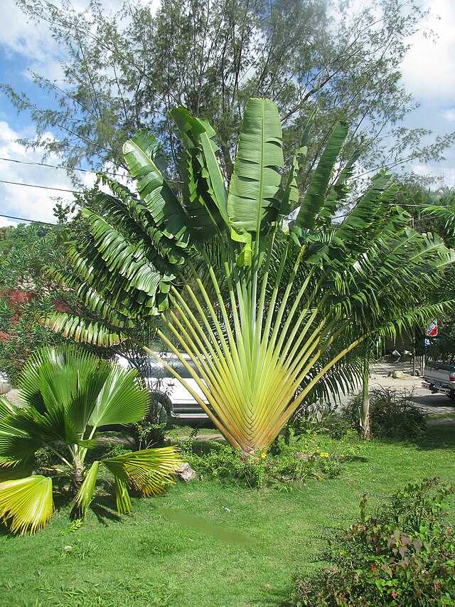 File:Penang Malaysia Ravenala-madagascariensis-02.jpg - Wikimedia Commons