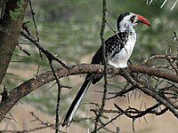 Hornbill, Tanzanian Red-billed Tockus ruahae