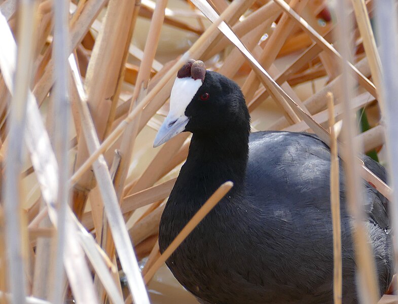 File:Red-knobbed Coot (Fulica cristata) (45320944485).jpg