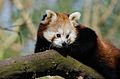 Red Panda (16137985853).jpg