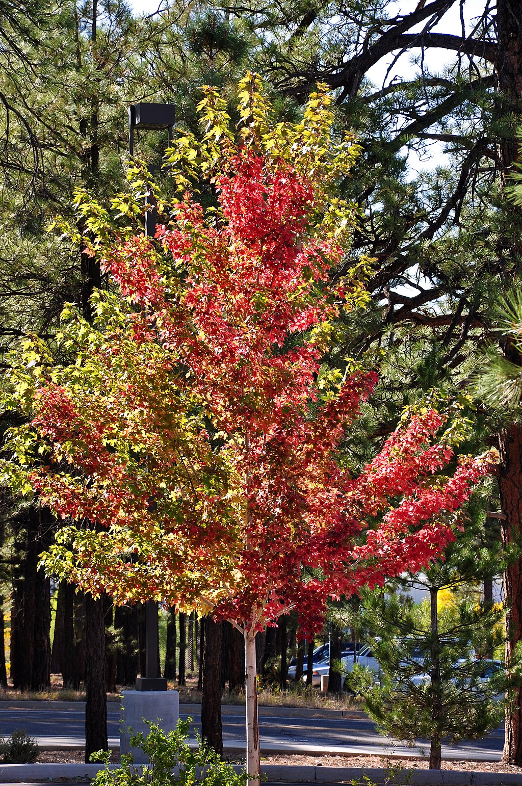 Acer rubrum - Wikipedia