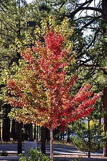 <i>Acer × freemanii</i> Species of maple