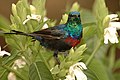 Redchestedsunbird.jpg