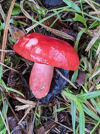 <i>Russula rhodocephala</i> Fungus species