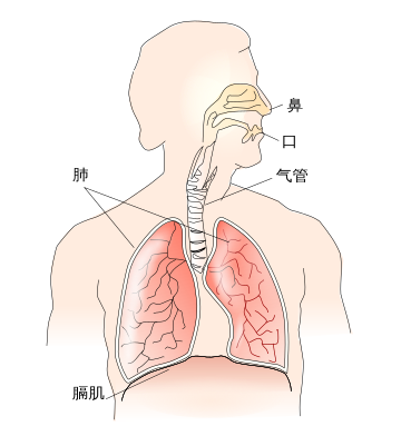 橫膈膜