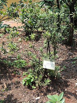 Rododendron duclouxii - Kunming Botanical Garden - DSC02853. 
 JPG