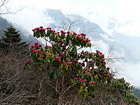 Rhododendron niveum AJT Johnsingh P1020212.JPG