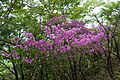 Rododendron wadanum 03. jpg