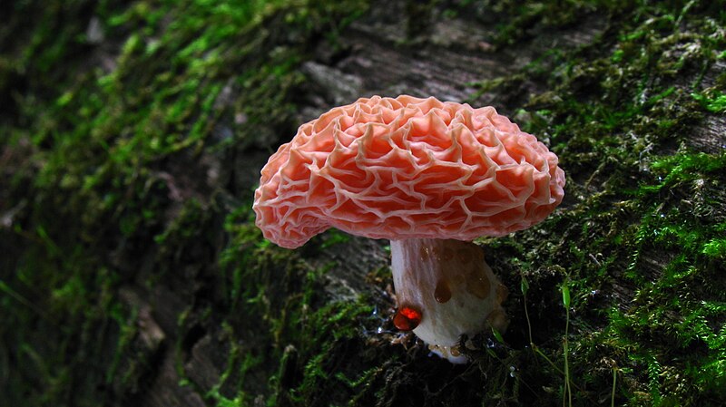 File:Rhodotus palmatus 53277.jpg