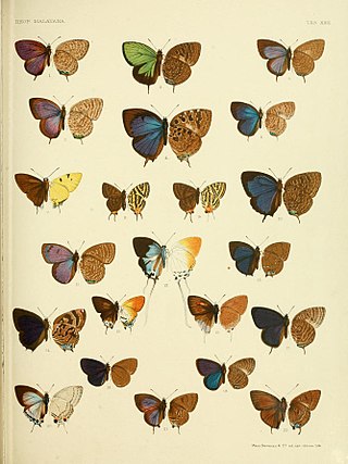 <i>Arhopala metamuta</i> Species of butterfly