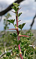 Ribes velutinum 4. jpg