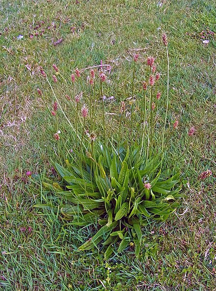 File:Ribwort Plantain (49204945168).jpg