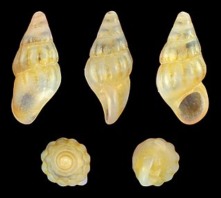 <i>Rissoa gomerica</i> Species of gastropod