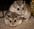 Winter white dwarf hamster - Wikipedia